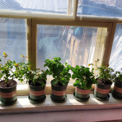 10 Chậu nhựa trồng cây MONROVIA 1 Gl, chậu trồng cây, chậu cây cảnh mini, để bàn, treo ban công, treo tường, cao cấp, chính hãng thương hiệu MONROVIA