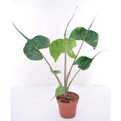 Cây Môn Cá Đuối Alocasia Stingray - Cây cảnh để trong nhà + Tặng phân bón cho cây