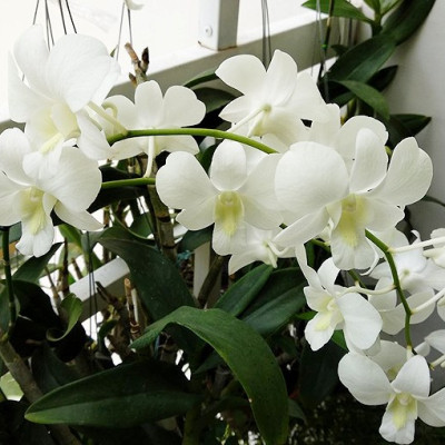 Phân Bón Thông Minh Rynan Flowermate 220 hộp lớn - Giúp Phong Lan Ra Hoa, Trổ Đồng Loạt, Lâu Tàn