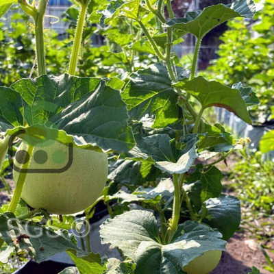 Viên Nén Xơ Dừa Trồng Dưa Lưới Thông Minh nông nghiệp SGS giúp cây con sống khỏe và phát triển bền vững