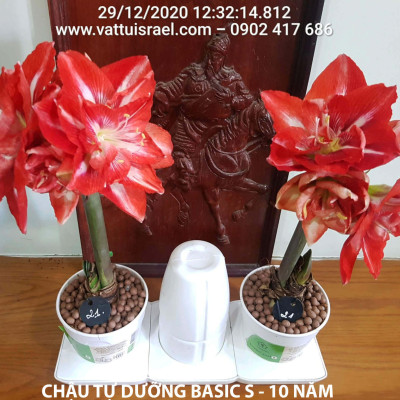 Chậu KIT Trồng Rau Tự Động Tưới Và Tự Dưỡng tại nhà Basic M (Size lớn) nhập khẩu Bồ Đào Nha dành cho người bận rộn