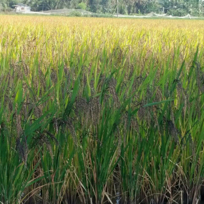 Combo 2 Túi Gạo ST25  2Kg Ông Thọ  - Cơm Thơm, Dai, Mềm Dẻo, Vị Ngọt - Đạt giải gạo ngon nhất thết giới 2019 tại Manila