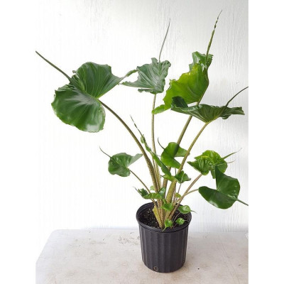 Cây Môn Cá Đuối Alocasia Stingray - Cây cảnh để trong nhà + Tặng phân bón cho cây
