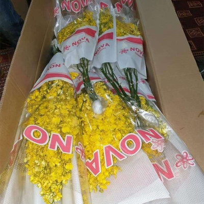 Dung Dịch Cắm Hoa Lan Vũ Nữ Lâu Tàn dạng bột của Israel (Combo 100 gói) giúp hoa lan nở đến nụ cuối cùng và hạn chế đen gốc hoa