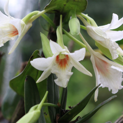 Phân Bón Thông Minh Rynan Flowermate 220 hộp lớn - Giúp Phong Lan Ra Hoa, Trổ Đồng Loạt, Lâu Tàn