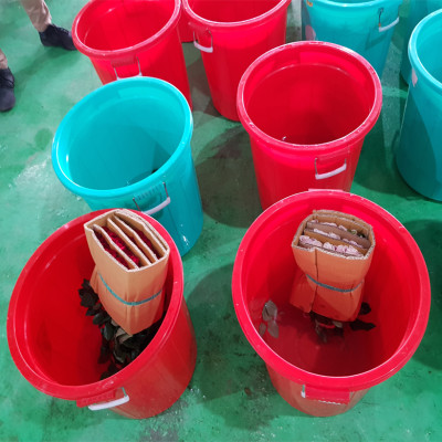 Dung dịch Bảo Quản Hoa Lâu tàn TOG Galileo Theo công nghệ của Israel (Can 5 Lít đậm đặt ) giúp xử lý hoa tươi lâu tại Nhà Vườn Trồng Hoa và Vựa Hoa