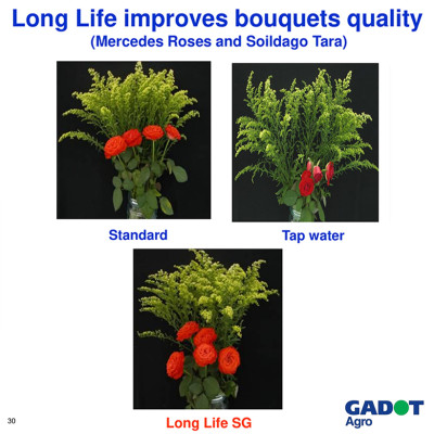 Bột Dưỡng Hoa Hồng Lâu Tàn (Set 10 hộp 1 hộp 10 gói tiết kiệm) giúp hoa luôn tươi mới, cánh hoa hồng cứng cáp gấp 2 lần và trong 14 ngày không thối nước hay cắt tỉa gốc hoa (hiệu Longlife nhập khẩu Israel)