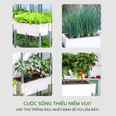 Kệ trồng rau tự tưới D202 MONROVIA cho rau, hoa, có bánh xe di chuyển thuận lợi