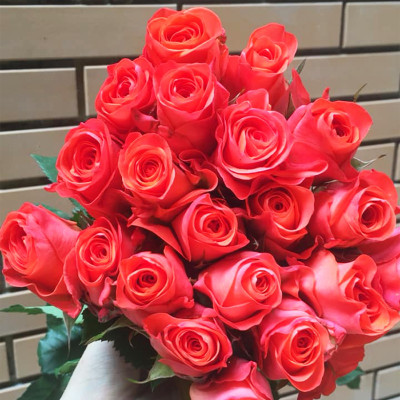 Bột Dưỡng Hoa Hồng Lâu Tàn (Set 10 hộp 1 hộp 10 gói tiết kiệm) giúp hoa luôn tươi mới, cánh hoa hồng cứng cáp gấp 2 lần và trong 14 ngày không thối nước hay cắt tỉa gốc hoa (hiệu Longlife nhập khẩu Israel)