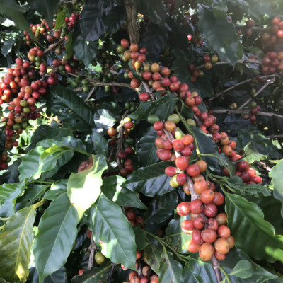 Cà Phê Nguyên Chất Baka - Moka (Hộp 250g)