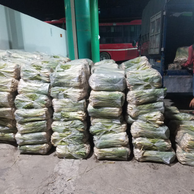 Tinh dầu sả chanh 50ml Mộc Mây - tinh dầu nguyên chất 100% từ thiên nhiên - chất lượng và mùi hương vượt trội