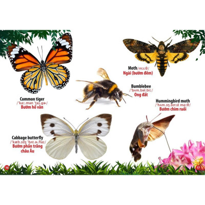 Sách - Từ Điển Bằng Hình - Thế Giới Côn Trùng Và Bò Sát - Song Ngữ Anh Việt - Việt Thư
