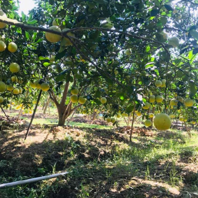 Tinh dầu Bưởi Chùm (bưởi Hồng, bưởi Úc) 10ml Mộc Mây - tinh dầu thiên nhiên nguyên chất 100% - chất lượng và mùi hương vượt trội