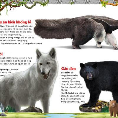 Khám Phá Động Vật 5 Châu - Châu Mỹ