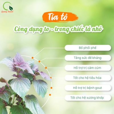 Bột Tía Tô Sấy Lạnh Nguyên Chất Quảng Thanh Hộp 30g  - Giảm mụn, mờ thâm nám, giảm gút, giảm cảm cúm, làm đẹp