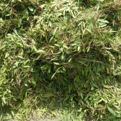 Tinh dầu Tràm Organic hữu cơ 10ml Mộc Mây - tinh dầu thiên nhiên nguyên chất 100% - dùng xông tắm ngừa cảm lạnh, giảm côn trùng cắn đốt cho Bé, Trẻ sơ sinh và Trẻ nhỏ | An toàn cho làn da nhạy cảm của Bé