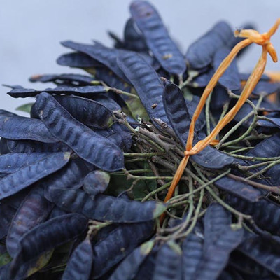 Quả bồ kết khô - Bồ kết chắc hạt thơm và quả to