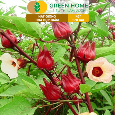 Hạt Giống Atiso Đỏ (Bụp Giấm) Greenhome, Gói 2gr~70 hạt, Dễ Trồng, Thu Hoạch Nhanh, Năng Suất Cao T20