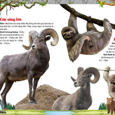 Khám Phá Động Vật 5 Châu - Châu Mỹ