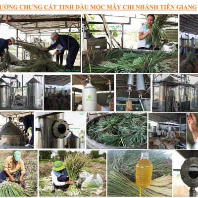 Tinh dầu Sả Chanh nguyên chất Mộc Mây - Xuất khẩu Châu Âu, xông phòng, khử mùi, thơm phòng, đuổi muỗi, thư giản