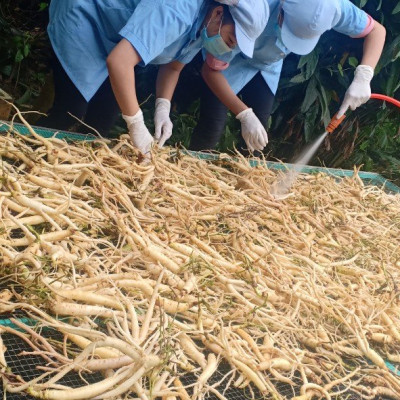 Mứt sâm dây Ngọc Linh DATO, ăn ngon, bồi bổ cơ thể, phục hồi sức khỏe, tăng cường hệ miễn dịch