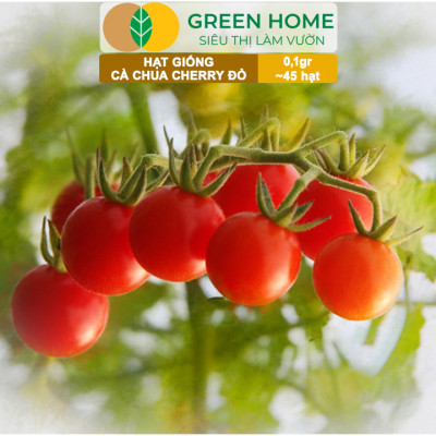 Hạt Giống Cà Chua Cherry Đỏ Lai F1 GreenHome, Gói 0,1g~45 hạt, Dễ Trồng Quanh Năm, Nhiều Quả T43
