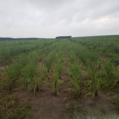 Tinh dầu Sả Chanh nguyên chất Mộc Mây - Xuất khẩu Châu Âu, xông phòng, khử mùi, thơm phòng, đuổi muỗi, thư giản