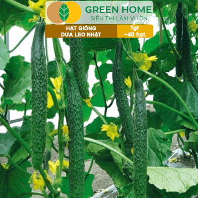 Hạt Giống Dưa Leo Nhật Lai F1 Greenhome, Gói 1gr 40 hạt, Dễ Trồng Quanh Năm, Nảy Mầm Cao, T24