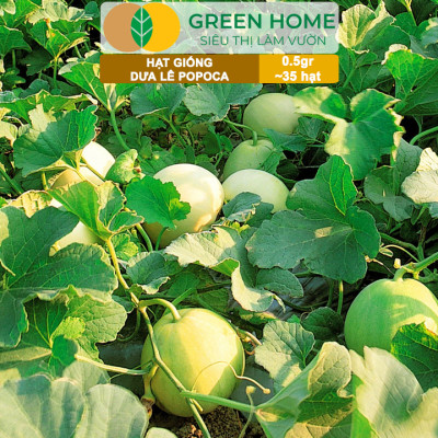 Hạt Giống Dưa Lê Popoca Siêu Ngọt, Greenhome, Gói 0.5GR~35 hạt, Dễ Trồng Quanh Năm, Nảy Mầm Cao, T25