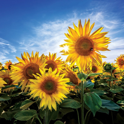 Bộ Tranh Xếp Hình Minh Châu 500 Mảnh – Hoa Hướng Dương (Kích Thước 40x50cm)