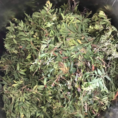 Tinh dầu Tràm Organic hữu cơ 10ml Mộc Mây - tinh dầu thiên nhiên nguyên chất 100% - dùng xông tắm ngừa cảm lạnh, giảm côn trùng cắn đốt cho Bé, Trẻ sơ sinh và Trẻ nhỏ | An toàn cho làn da nhạy cảm của Bé