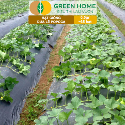 Hạt Giống Dưa Lê Popoca Siêu Ngọt, Greenhome, Gói 0.5GR~35 hạt, Dễ Trồng Quanh Năm, Nảy Mầm Cao, T25