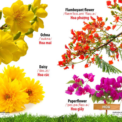 Từ Điển Bằng Tranh - Hoa, Quả, Rau Củ