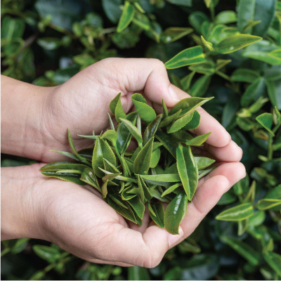 Trà Xanh Cầu Đất - Túi 150Gr (Green Tea) 