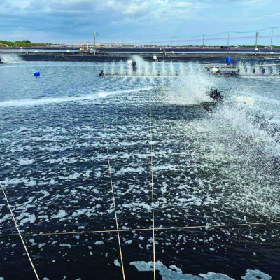 Cung cấp vitamin C cho tôm cá GRO C30