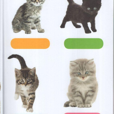 Sách ngoại văn: Baby Animals Sticker Activities