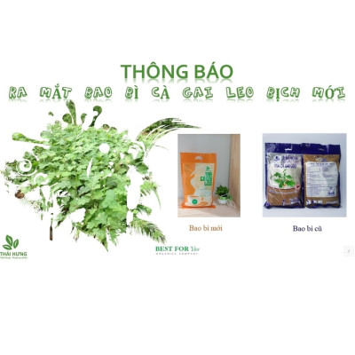 Combo 05 Bịch Trà Cà gai leo Thái Hưng  Thải độc gan, mát gan, giải rượu