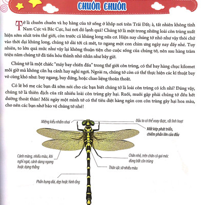 Bách Khoa Động Vật Dành Cho Trẻ Nhỏ - Côn Trùng