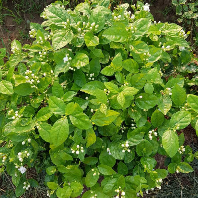 Tinh dầu hoa Lài (nhài) 100ml Mộc Mây - tinh dầu nguyên chất 100% từ thiên nhiên - chất lượng và mùi hương vượt trội