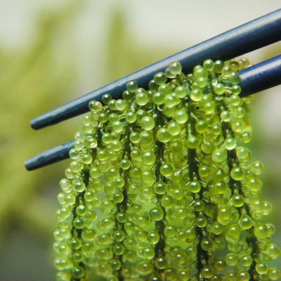 Rong Nho Trường Thọ - Số 1 Amazon Hoa Kỳ -  Hộp 40g