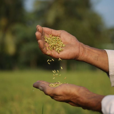 Combo 5 hộp Gạo Hữu Cơ Hoa Nắng - Vàng Lúa Chín 2kg